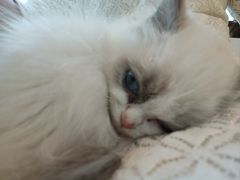 -有喵·猫咖·狗咖·30几只猫10只小狗(岗厦店)