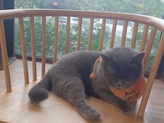 -豆逗聊愈猫阁Easy Life