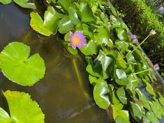 -三亚海棠湾万丽度假酒店
