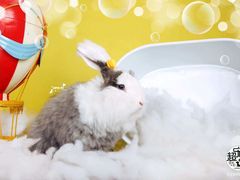 -超宠爱宠物摄影-Super pet