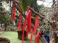 -呀路古热带植物园