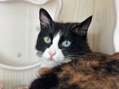 -纳吉亚猫专科动物医院博雅分院