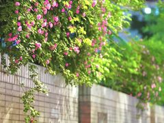 -颐和路民国时期公馆风貌区