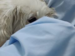 -汪喵宠物医院·骨科心脏影像·犬猫急重症ICU诊疗中心(成华分院)