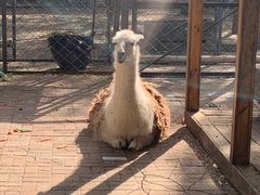 -长白岛森林公园