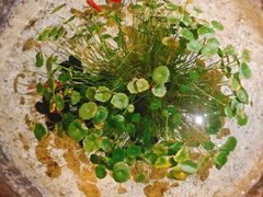 -芙蓉堂(武汉天地店)