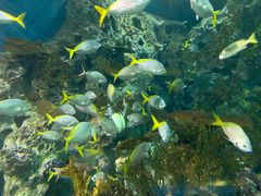 -上海海洋水族馆