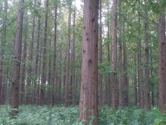 -黄海国家森林公园