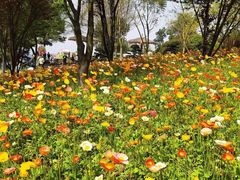 -铁山坪森林公园