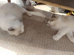 -瞄一喵猫咖(格力海岸店)