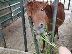 -洪湖家庭农场·团建·露营·会议