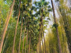 -中国科学院西双版纳热带植物园