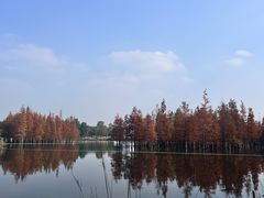 -白鹭湾湿地公园