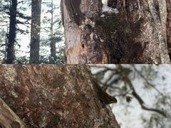 -瓦屋山景区