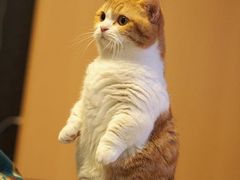 -CAT’S MEWSTAR CAFE·喵星球猫屋(晴湾咖啡店)