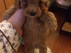 -志龙皇冠吃货椰子铺