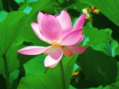 -莲花池公园
