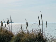 -西京湾花海