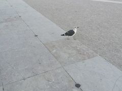 -商业广场(Praça do Comércio)