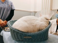 -纳吉亚猫专科动物医院·北北分院