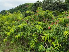 -桃源山庄·水蜜桃采摘·柴火鸡·烧烤团建(龙泉山店)