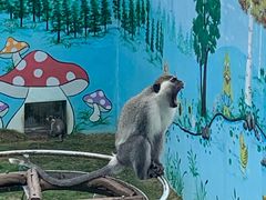 -西霞口神雕山野生动物世界