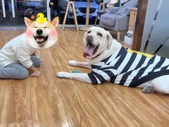 -宠物寄养训练学校