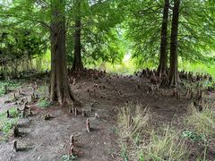 -溱湖国家湿地公园