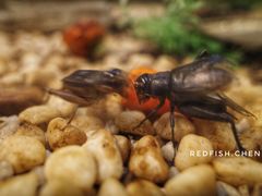 -上海昆虫博物馆