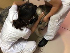 -全心全意连锁动物医院·特色中医诊疗(会城门分院)