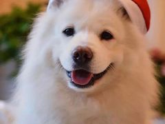 -趣玩宠物乐园寄养训犬训狗游泳池