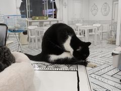 -白夜2D咖啡馆