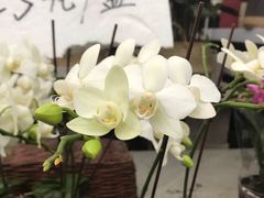 -秦美花卉(天朗·莱茵小城2期店)
