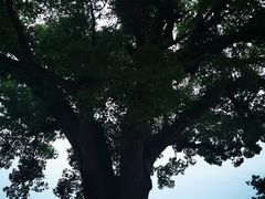 -古堰画乡景区