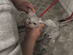 -帕帕拉兹宠物(亚洲旗舰店)