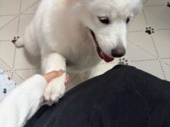 -毛绒耶耶撸宠馆·猫咖·狗咖·荷兰猪咖