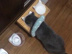 -爱侣·安琦尔宠物医院·中兽医针灸·心内科·狂犬免疫点(宝山区院)