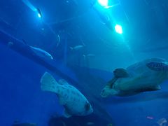 -成都浩海立方海洋公园