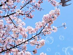 -嘉定紫藤园
