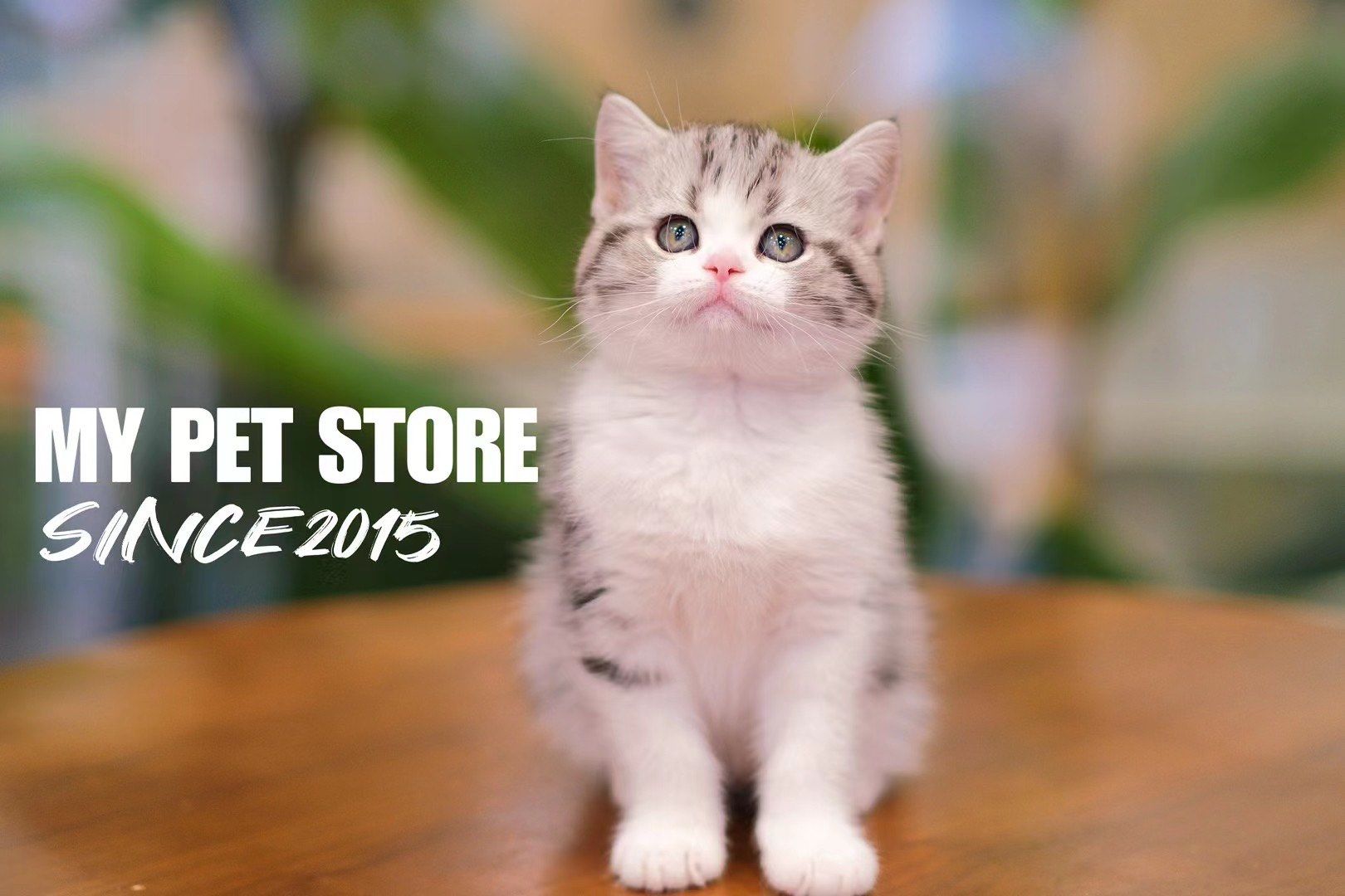 95my宠集·sale9694美国短毛猫·起司猫 96