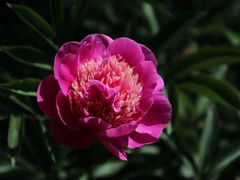 -扬州芍药园(仪征市)