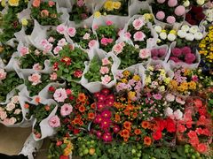 -龙大花卉苗木市场