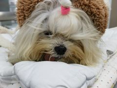 -爱侣宠医·鹦鹉专科·小型哺乳类·异宠专科(灵石路店)