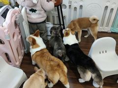 -柯斗斗主题餐厅·狗咖·围炉煮茶·茶饮(国瑞升平里店)