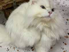 -毛绒耶耶撸宠馆·猫咖·狗咖·荷兰猪咖