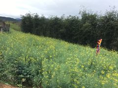 -天适樱花悠乐园