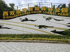 -西双版纳原始森林公园