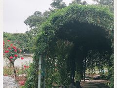 -东莞植物园