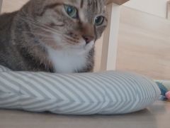 -滚猫咖啡·猫咖·猫友好撸猫(未来城店)