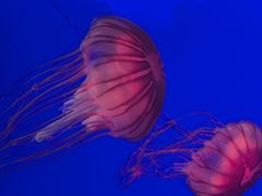 -上海海洋水族馆